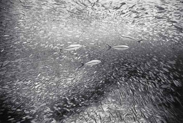 Huge shoals of fish