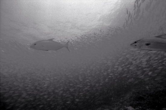 Huge shoals of fish