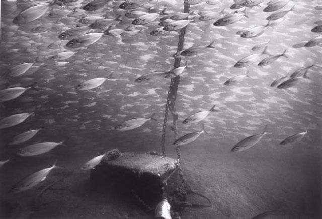 Huge shoals of fish