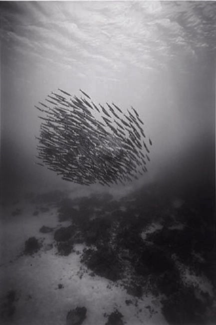 Huge shoals of fish