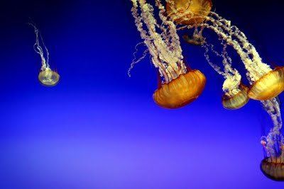 jellyfish