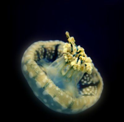 jellyfish