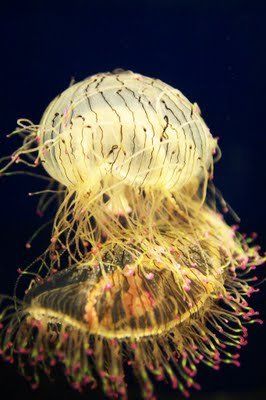 jellyfish
