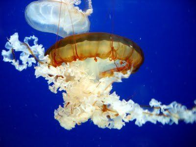jellyfish