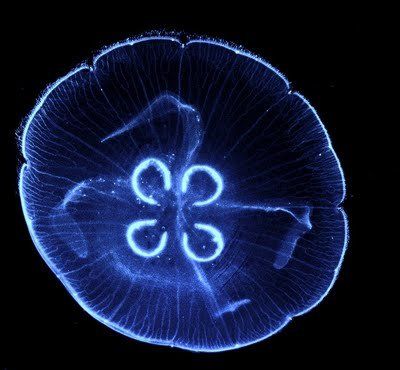jellyfish