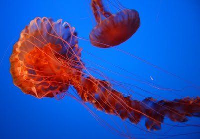 jellyfish