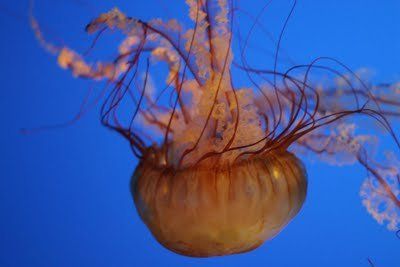 jellyfish