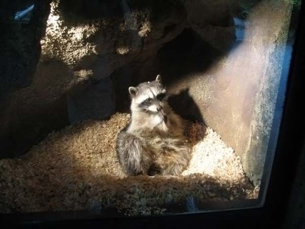 cute badger