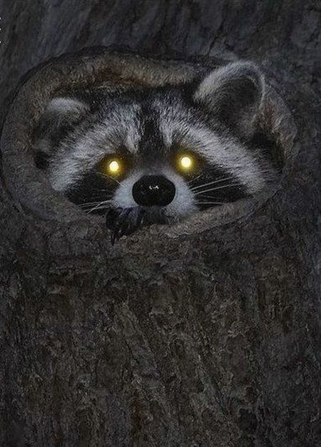 cute badger