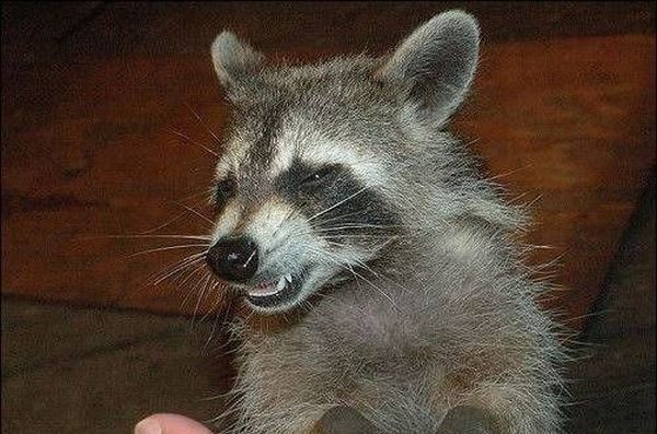 cute badger