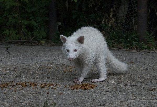 cute badger