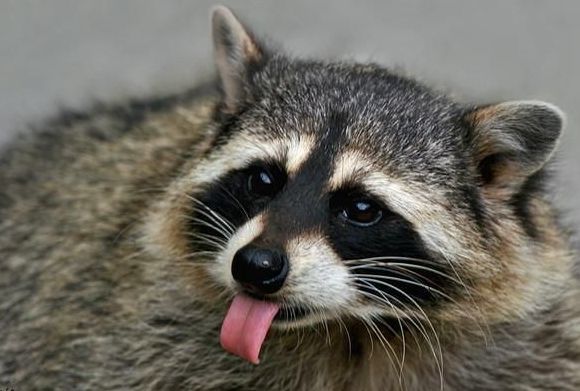 cute badger