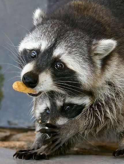 cute badger