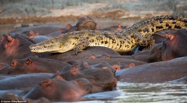 Crocodile killed by hippo