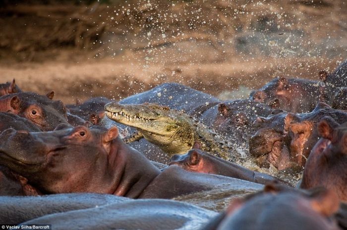 Crocodile killed by hippo