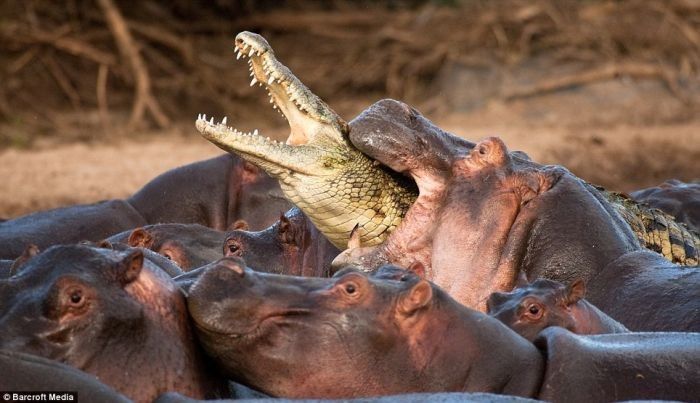 Crocodile killed by hippo