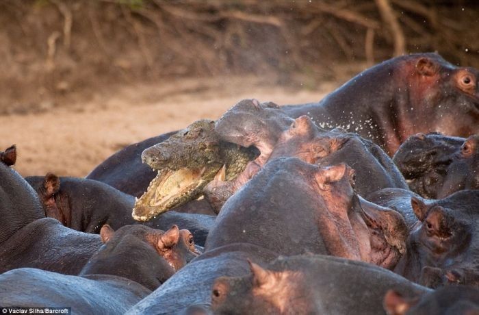Crocodile killed by hippo