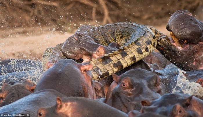 Crocodile killed by hippo