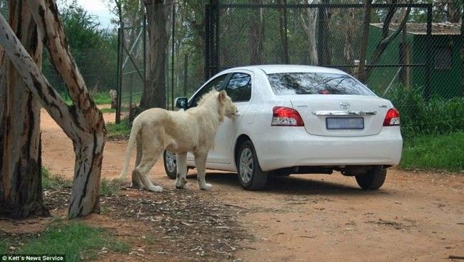 Leo opened Toyota car, park in Johannesburg, South Africa