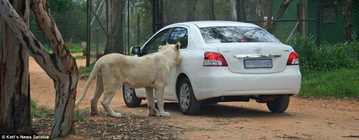 Leo opened Toyota car, park in Johannesburg, South Africa