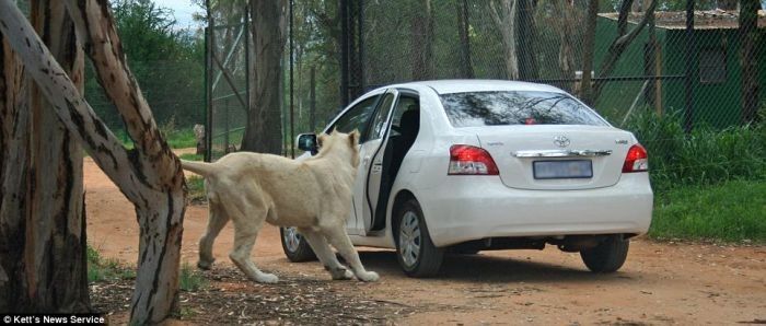 Leo opened Toyota car, park in Johannesburg, South Africa