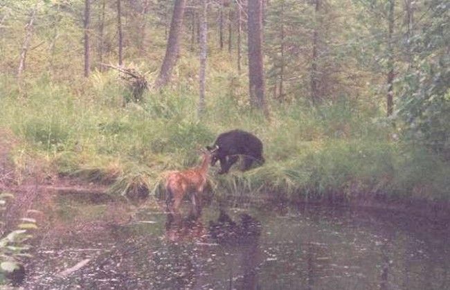 bear and deer battle