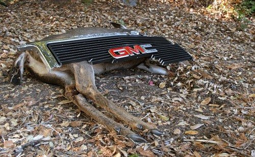 deer mammal
