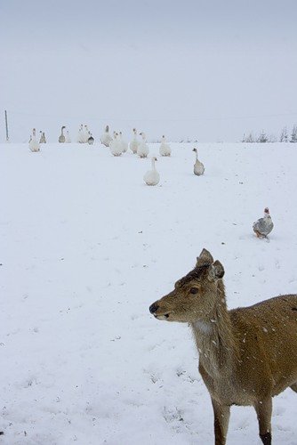deer mammal
