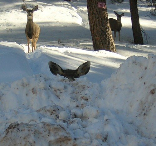 deer mammal