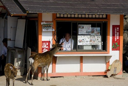 deer mammal