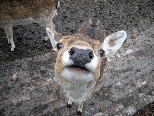 deer mammal