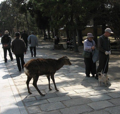 deer mammal