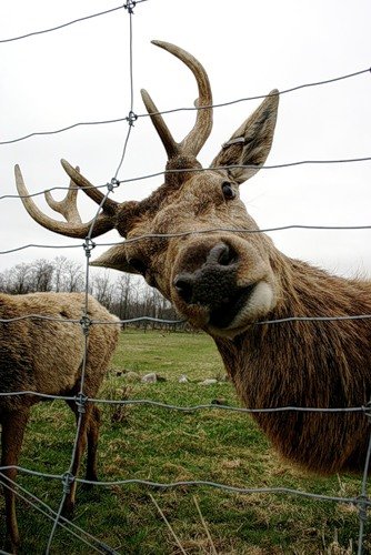 deer mammal