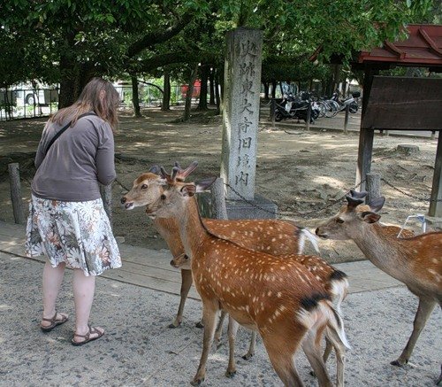 deer mammal