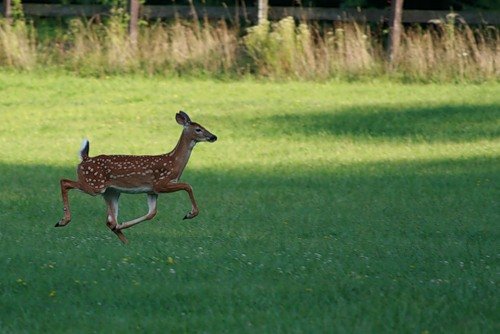 deer mammal