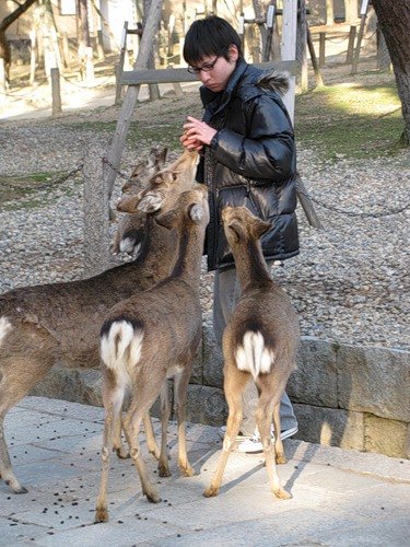 deer mammal