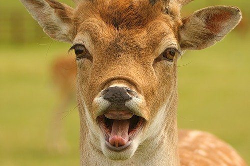 deer mammal