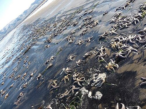 Mass suicide of sea stars