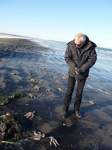 Mass suicide of sea stars