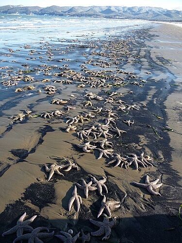 Mass suicide of sea stars