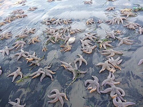 Mass suicide of sea stars