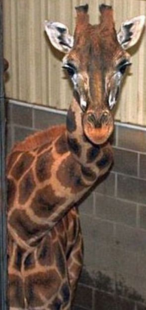 giraffe with a broken neck
