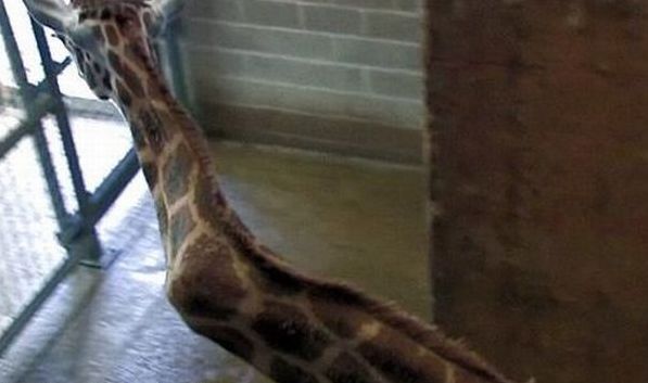 giraffe with a broken neck