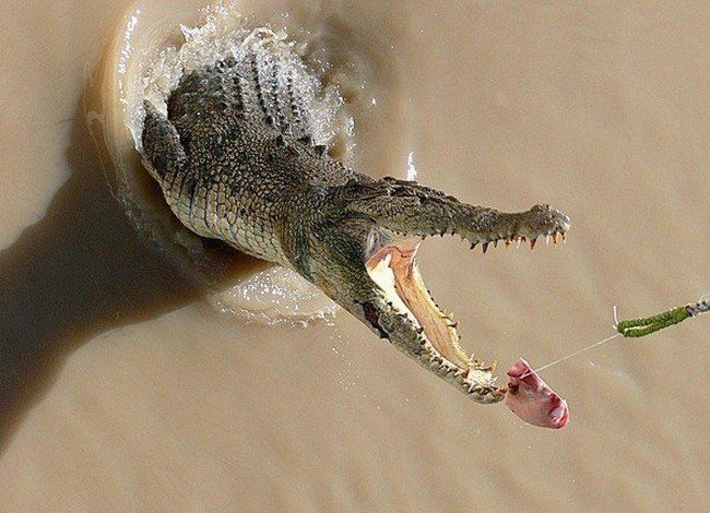 crocodiles feeding