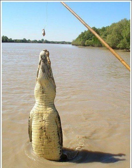 crocodiles feeding