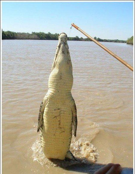 crocodiles feeding