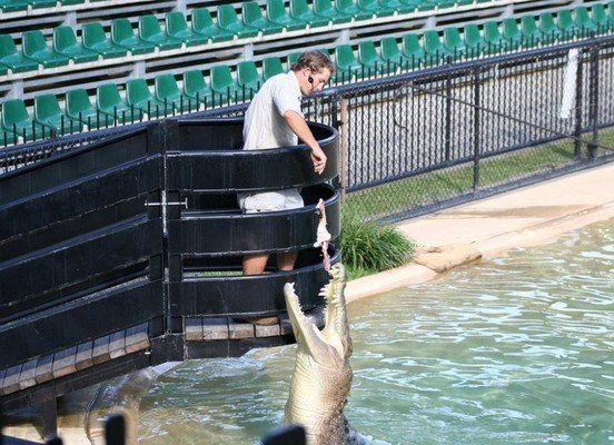 crocodiles feeding