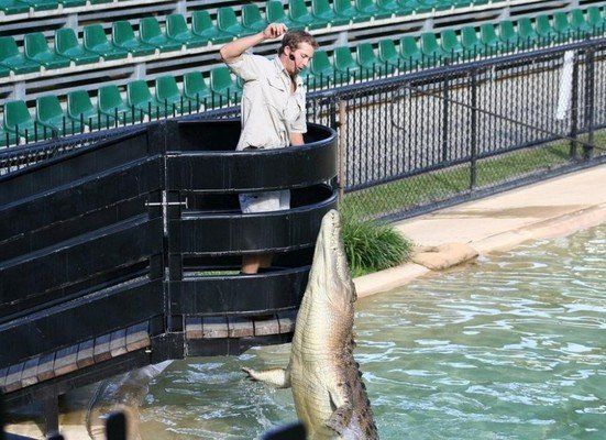 crocodiles feeding