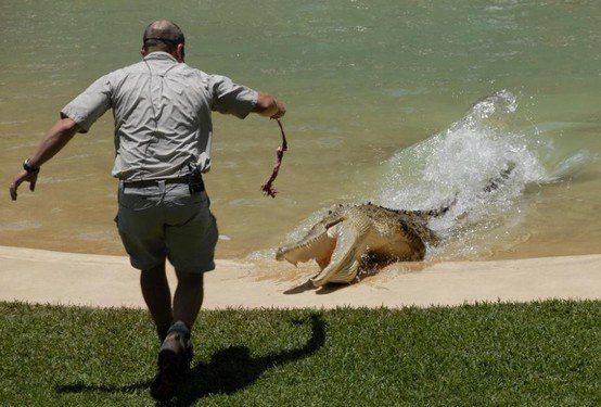 crocodiles feeding