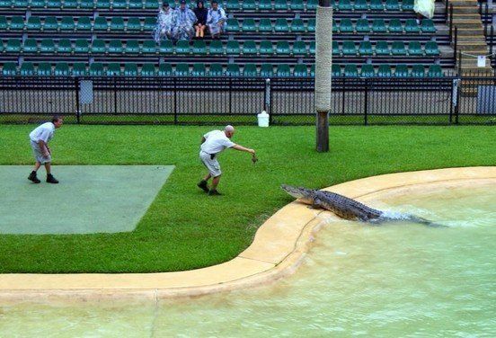 crocodiles feeding